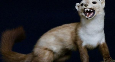 Jak se rychle zbavit lasičky v kurníku a pravidla pro jednání s predátory